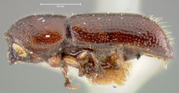Media type: image;   Entomology 35047 Aspect: habitus lateral view